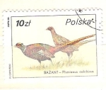 Sellos de Europa - Polonia -  phaisanus colchicus RESERVADO