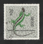 Stamps Poland -  1259 - Lagarto