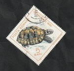 Stamps Romania -  2100 - Tortuga