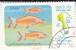 Stamps Laos -  PECES CATLOCARPIO SIAMENSIS