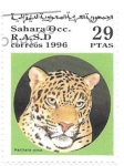 Stamps Morocco -  felinos