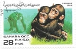 Stamps Morocco -  cachorros