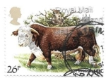 Sellos de Europa - Reino Unido -  vacas de raza