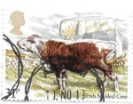 Stamps United Kingdom -  vacas de raza