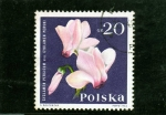 Stamps : Europe : Poland :  FLORES