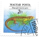 Stamps : Europe : Hungary :  reptil