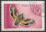 Sellos de Europa - Rumania -  Mariposa 