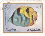 Stamps United Arab Emirates -  PEZ TROPICAL