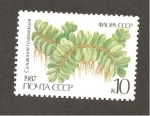 Stamps Russia -  FLORA