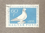 Stamps Hungary -  Pichón gigante doméstico