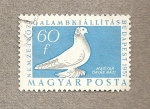 Stamps : Europe : Hungary :  Pichón gigante doméstico