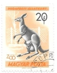 Stamps : Europe : Hungary :  canguro