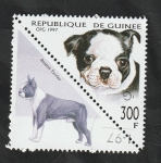 Stamps : Africa : Guinea :  1134 AT - Perro de raza, boston terrier