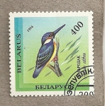 Stamps Europe - Belarus -  Pájaro alcedo atthis