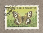 Stamps : Asia : Uzbekistan :  Mariposa Karanasa abramovi