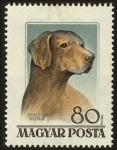 Stamps Hungary -  Razas de perros húngaras, Magyar Vizsla (Canis lupus familiaris)