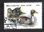 Sellos de Europa - Rusia -  Patos, Scaup Mayor (Aythya marila)