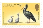 Sellos de Europa - Isla de Jersey -  aves