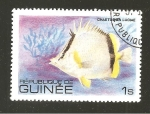 Stamps Guinea -  795