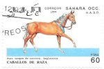 Stamps Morocco -  caballos