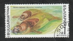 Sellos de Europa - Bulgaria -  3428 - Mamífero marino, monachus monachus