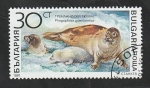 Stamps Bulgaria -  3424 - Mamífero marino, phogophoca graenlandica