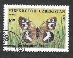 Stamps Asia - Uzbekistan -  80 - Mariposa