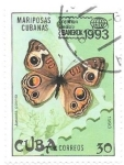 Sellos de America - Cuba -  insectos