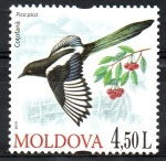 Stamps Moldova -  AVES.  PICA  PICA.