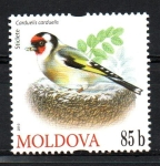 Stamps Moldova -  AVES.  CARDEULIS  CARDEULIS.