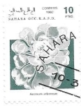 Stamps Morocco -  flora