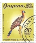 Sellos de America - Guyana -  aves