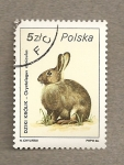 Stamps Poland -  Liebre
