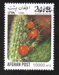 Stamps : Asia : Afghanistan :  Cactus