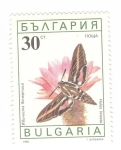 Stamps Bulgaria -  Hyles lineata