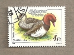 Stamps Hungary -  Pato, Neta rufina