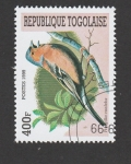 Stamps : Africa : Togo :  Frigilla coelebs