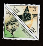 Stamps : Africa : Togo :  Gatos Balinese y Californiano