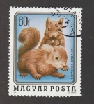 Stamps Hungary -  Sciurus vulgaris
