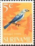 Stamps America - Suriname -  AVES.  TANAGER  AZUL  GRISÁSEO.