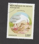 Stamps Benin -  Ave Larus rudibundus