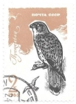 Stamps Russia -  aves