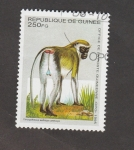 Sellos de Africa - Guinea -  Cercopithecus aethiops