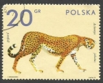 Stamps : Europe : Poland :  Intercambio - Zoo Animals - Cheetah
