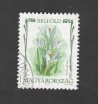 Stamps Hungary -  Tarka safrany
