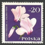 Sellos de Europa - Polonia -  Flor 1