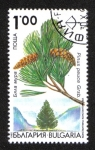 Stamps Bulgaria -  Árbol, Pinus peuce