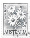 Stamps : Oceania : Australia :  flores