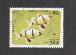 Stamps Cambodia -  Barbus tetrazona