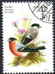 Stamps Hungary -  PROTECCIÓN  DE  AVES.  SÜVÖLTÖ  PYRRHULA  PYRRHULA.